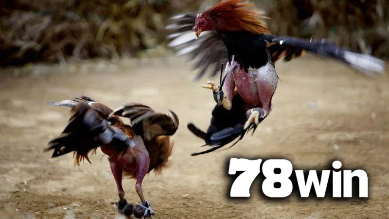 Sảnh Đá Gà 78WIN – nơi quy tụ giải đấu quốc tế, hình ảnh full HD, tỷ lệ kèo realtime